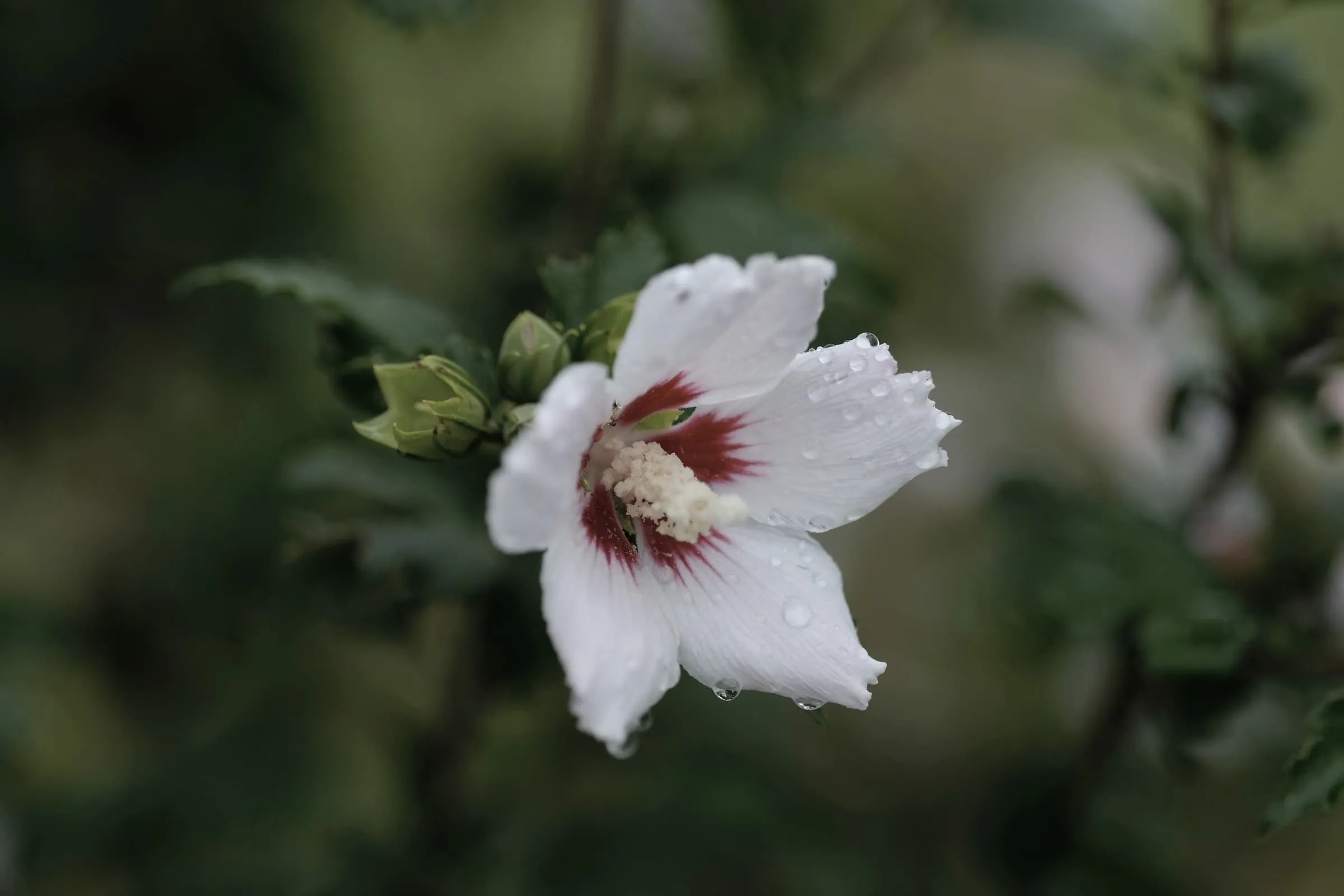 Kwiat hibiskusa z kroplami rosy